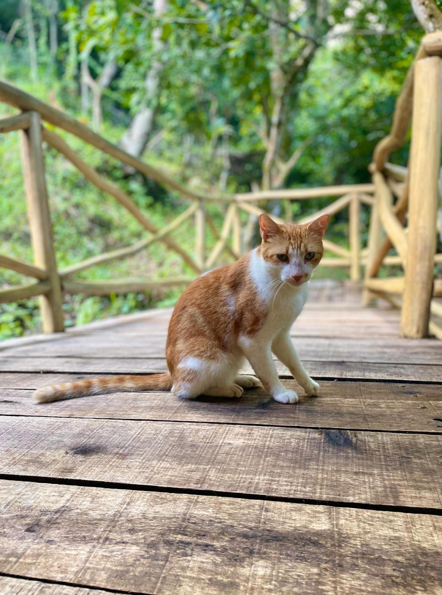 Rancho Romana Ecolodge Park V-01 El Limon 외부 사진